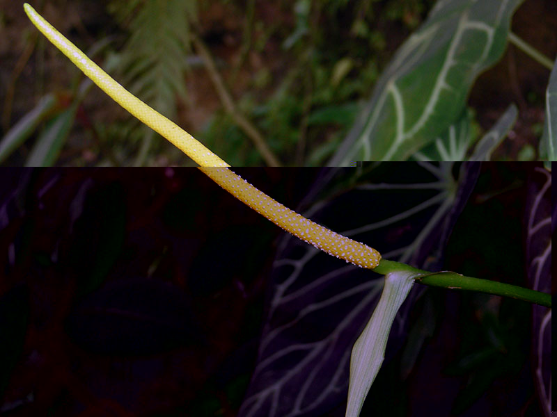 Anthurium crystallinum / kristalni anthurium