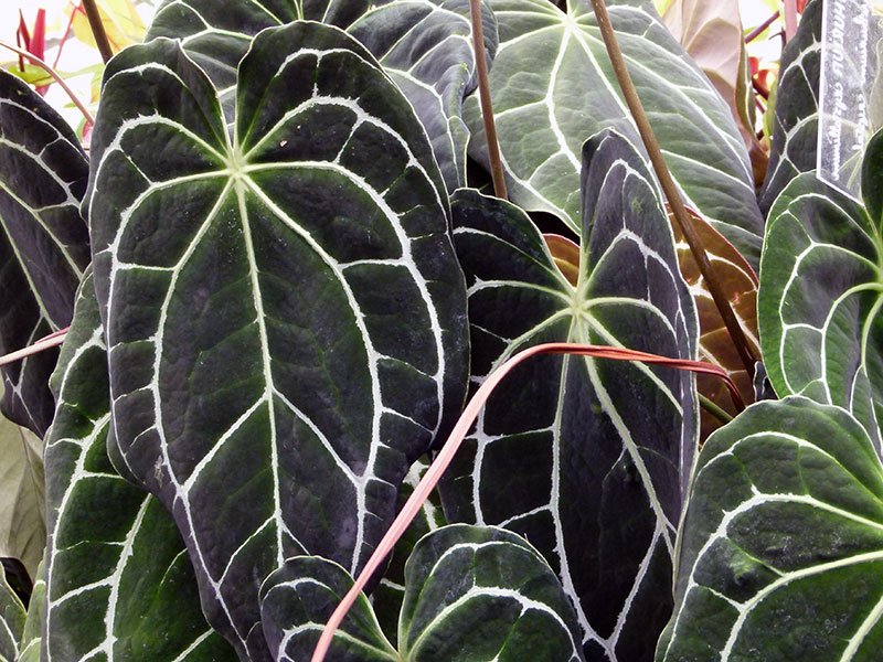 Anthurium crystallinum / kristalni anthurium