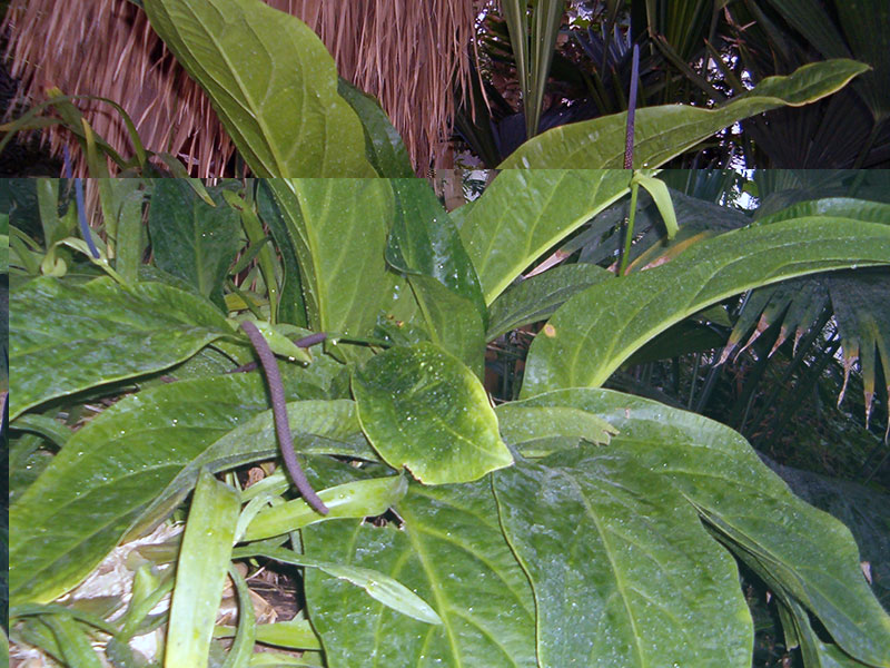 Anthurium hookeri / Hooker-ov anthurium