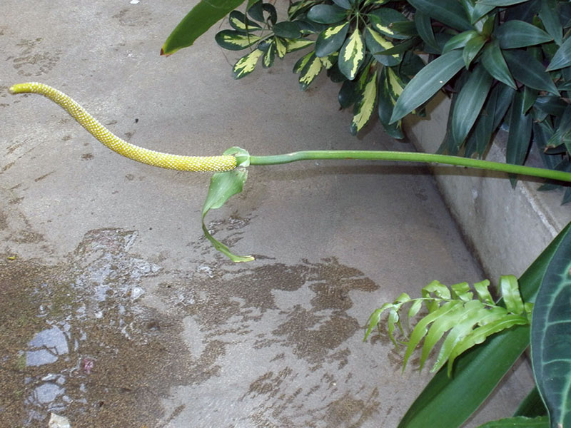 Anthurium magnificum / Anthurium majestic