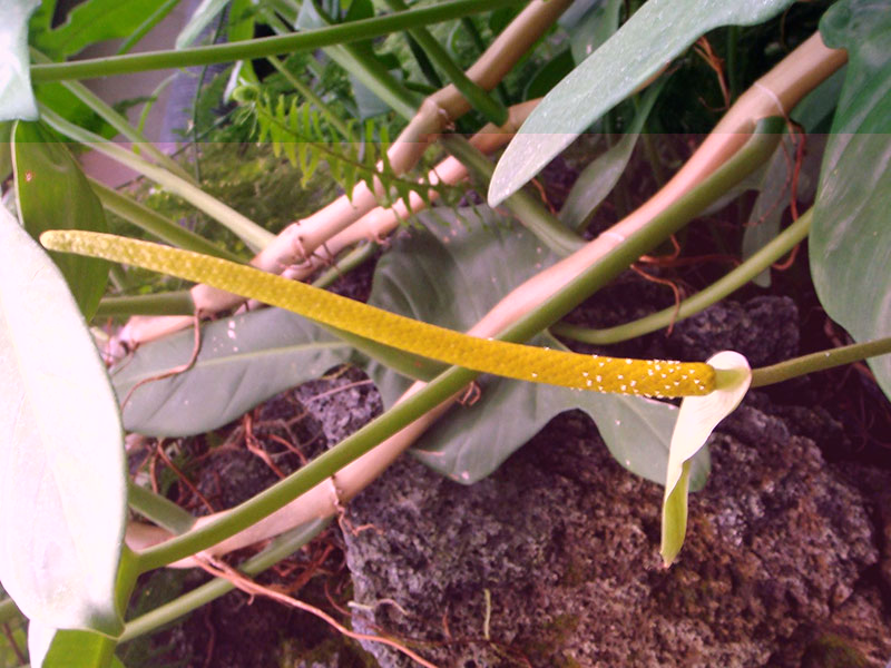 Anthurium magnificum / Anthurium majestic