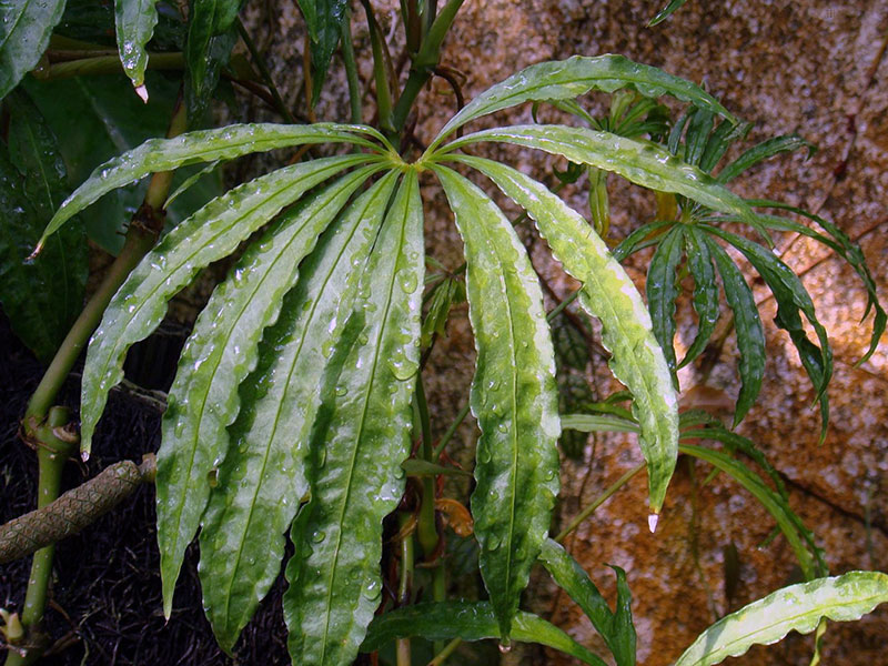 Anthurium polyschistum / anthurium umnoženo secirani