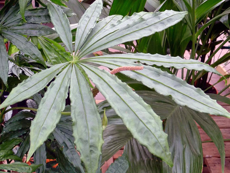 Anthurium polyschistum / anthurium umnoženo secirani