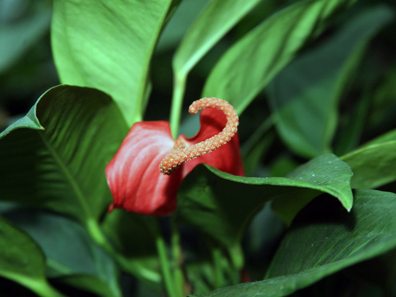 Anthurium scherzerianum / Scherzerov anthurium