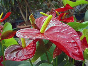 Anthurium