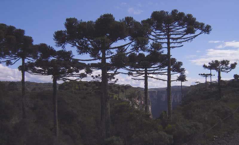 Araucaria angustifolia / Araucaria angustifolia Araucaria angustifolia / Araucaria angustifolia