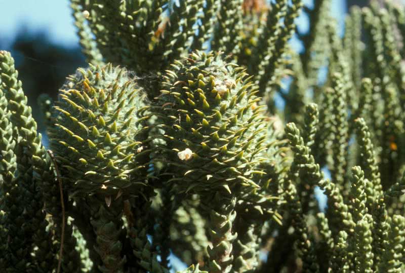Araucaria araucana / araucaria Chile