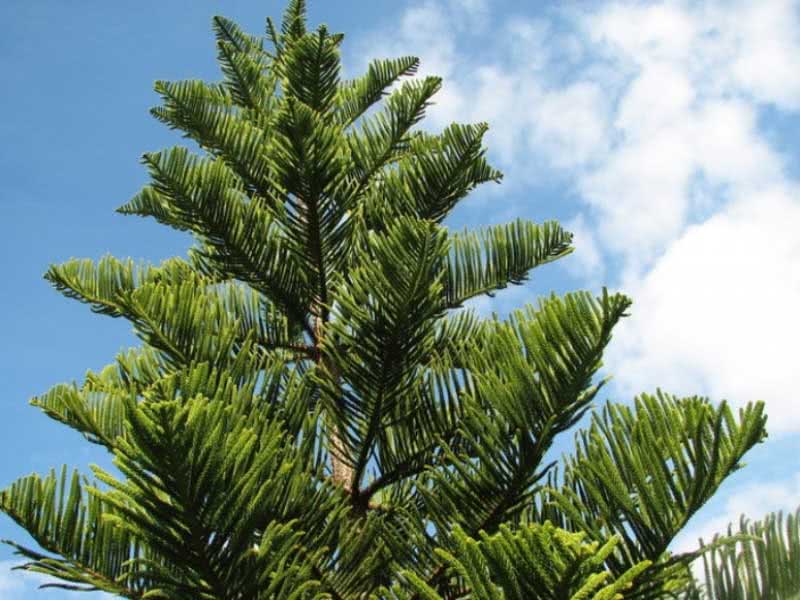 Araucaria columnaris / Cook's araucaria Araucaria columnaris / Cook's araucaria