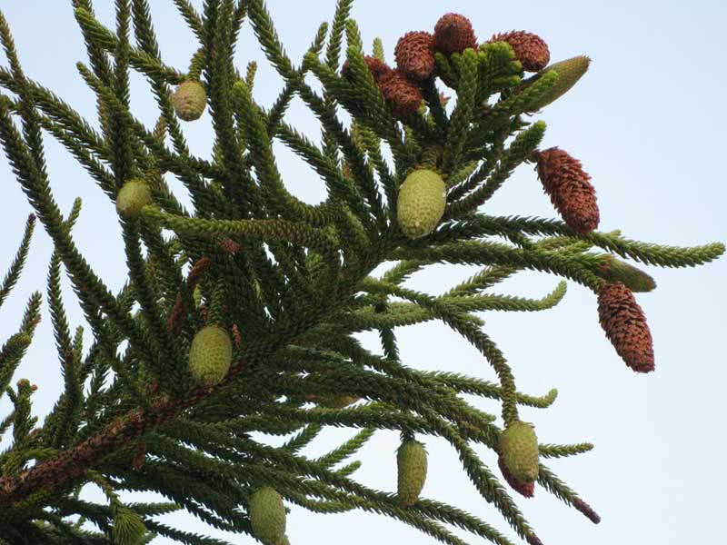 Araucaria columnaris / Cook's araucaria Araucaria columnaris / Cook's araucaria