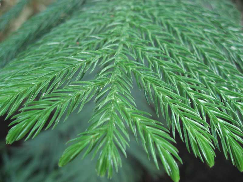 Araucaria heterophylla / Araucaria heterophylla (Dalaman spruce)