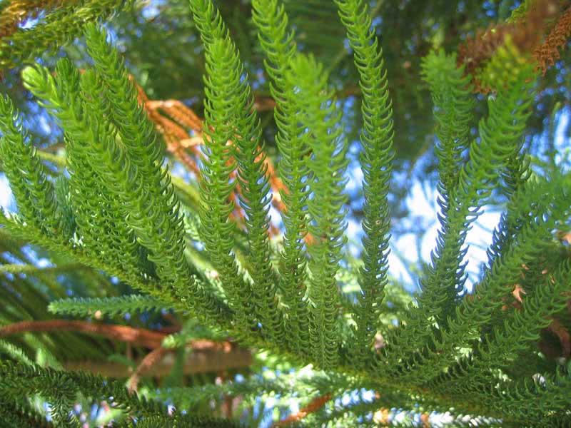 Araucaria heterophylla / Araucaria heterophylla (Dalaman spruce)