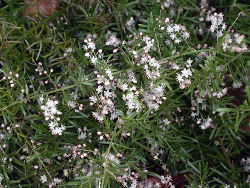 Asparagus aethiopicus / Aspargos etíopes Asparagus aethiopicus / Aspargos etíopes