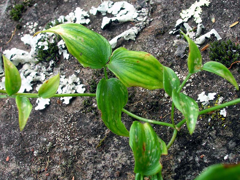 Asparagus asparagoides / Asparagus asparagus Asparagus asparagoides / Asparagus asparagus
