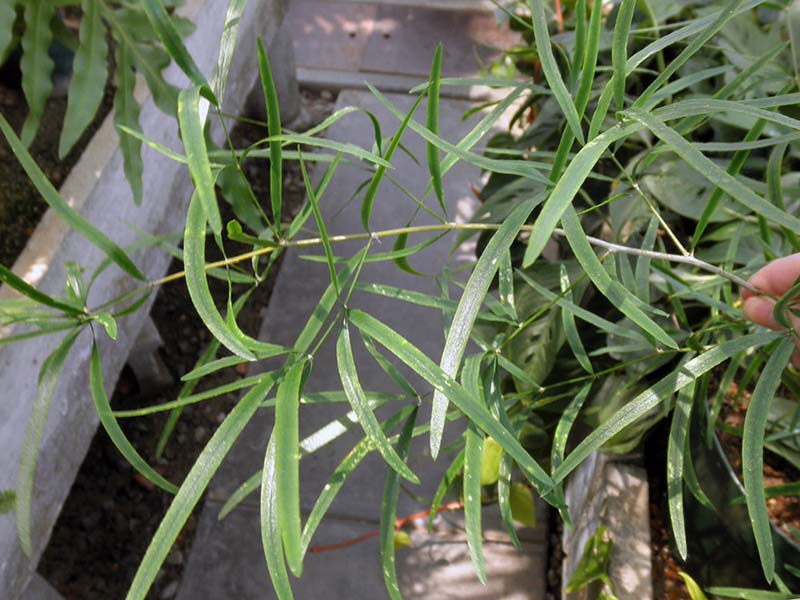 Asparagus falcatus / Asparagus foice Aspargo falcatus / aspargo foice