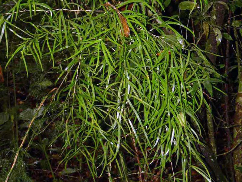 Asparagus falcatus / Asparagus foice Aspargo falcatus / aspargo foice