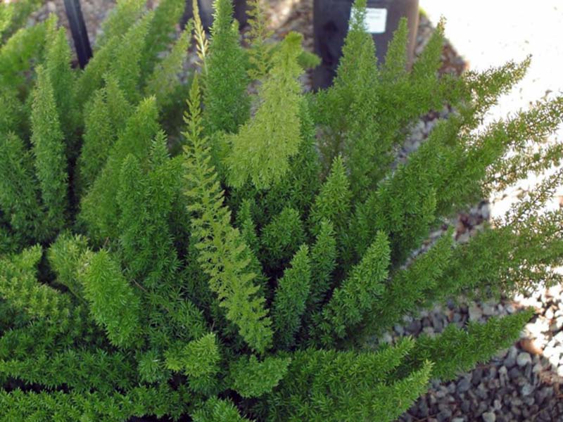 Asparagus meyeri / Asparagus Meyer Asparagus meyeri / Aspargo de Meyer
