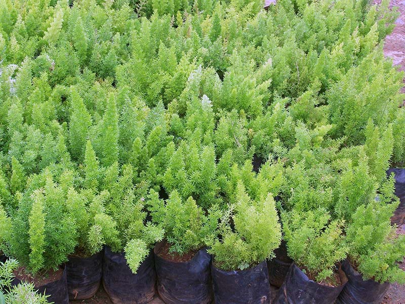 Asparagus meyeri / asparagus Meyer