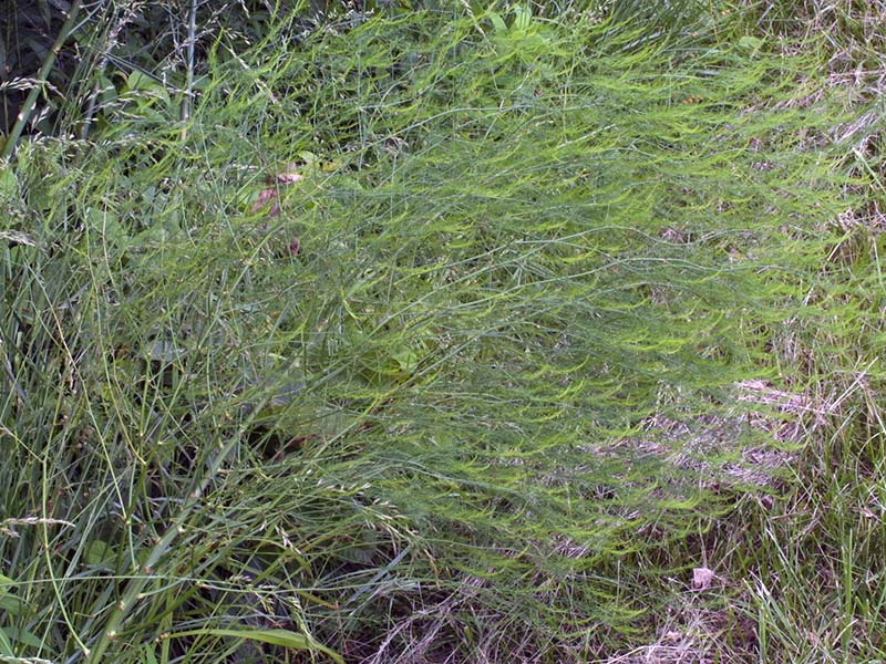 Aspargo officinalis / aspargo comum Aspargo officinalis / aspargo comum