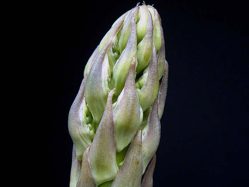 Aspargo officinalis / aspargo comum Aspargo officinalis / aspargo comum