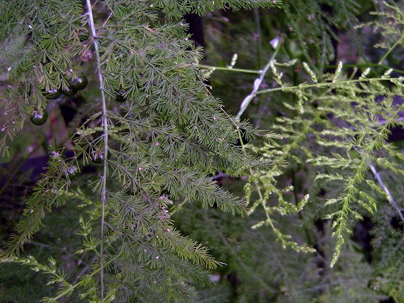 Asparagus plumosus / Asparagus pinnate