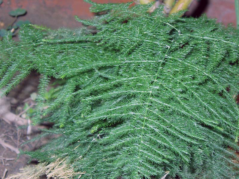 Asparagus plumosus / Asparagus pinnate Asparagus plumosus / Asparagus pinnate
