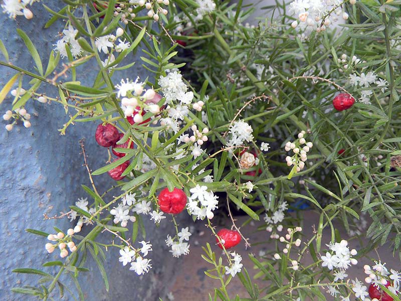 Asparagus racemosus / Asparagus racemose