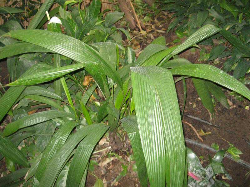 Aspidistra elatior / Aspidistra high Aspidistra elatior / Aspidistra high