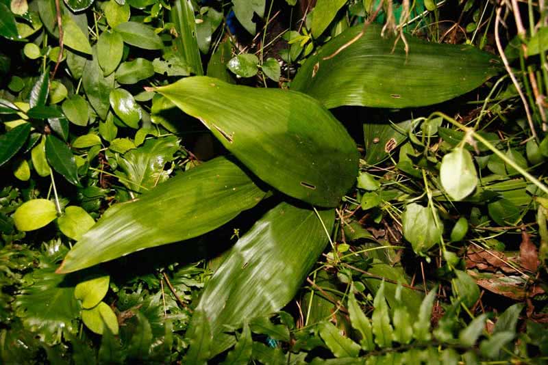 Aspidistra elatior / Aspidistra high Aspidistra elatior / Aspidistra high