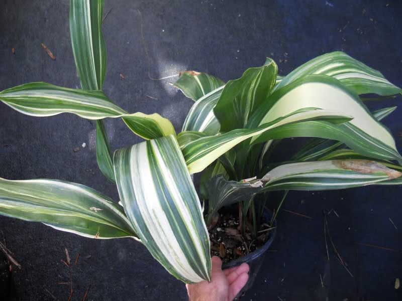 Aspidistra elatior / Aspidistra high Aspidistra elatior / Aspidistra high