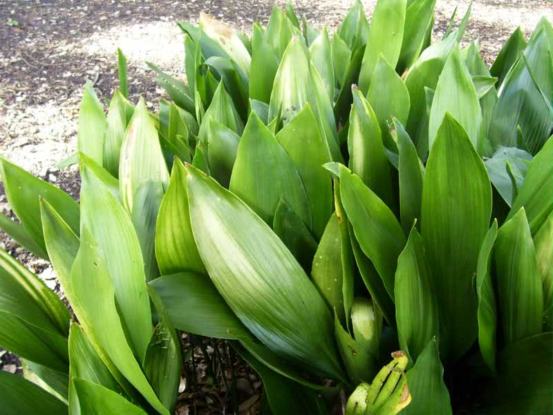 Aspidistra elatior / Aspidistra high Aspidistra elatior / Aspidistra high