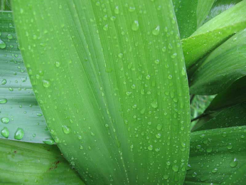 Aspidistra elatior / Aspidistra high Aspidistra elatior / Aspidistra high