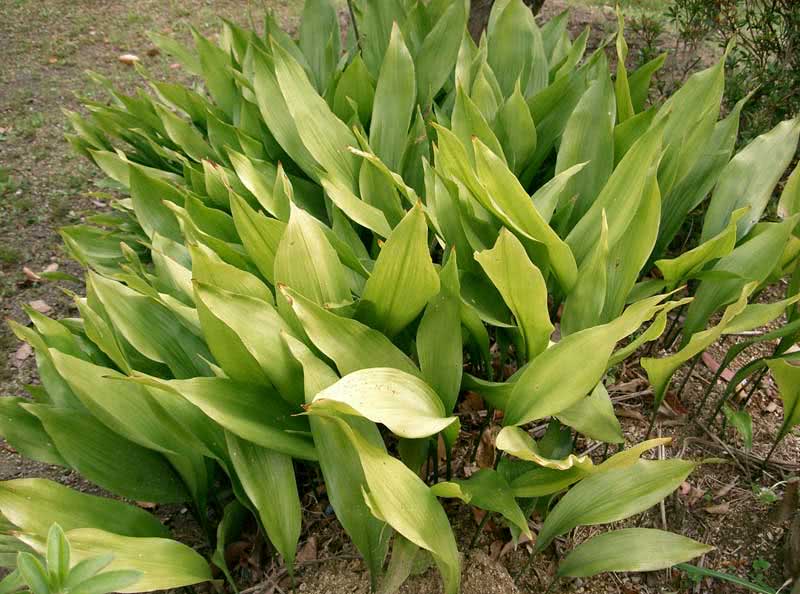 Aspidistra elatior / Aspidistra high Aspidistra elatior / Aspidistra high