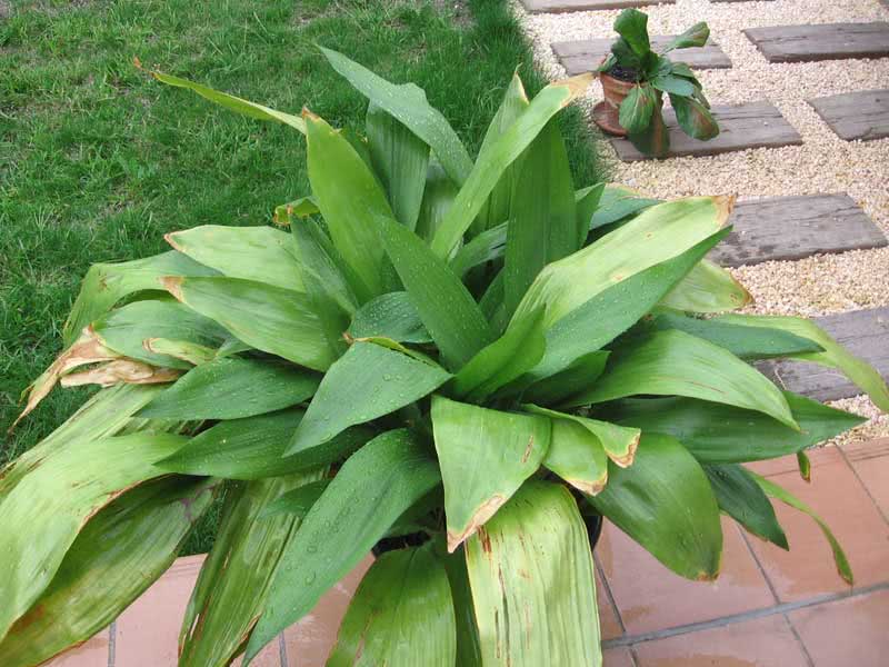 Aspidistra elatior / Aspidistra high Aspidistra elatior / Aspidistra high