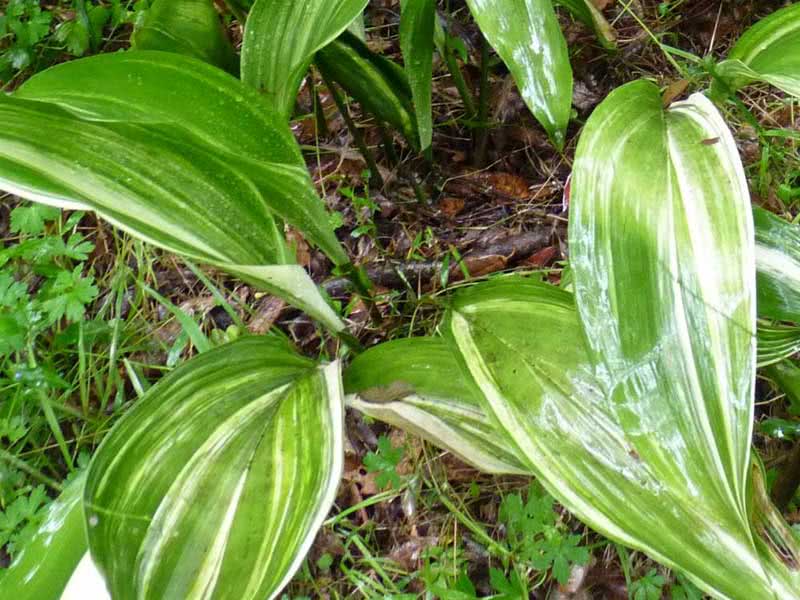 Aspidistra elatior / Aspidistra high Aspidistra elatior / Aspidistra high