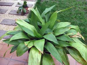 Aspidistra