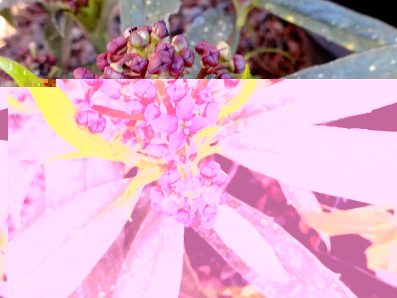 Aucuba himalaica / aucuba himalayan