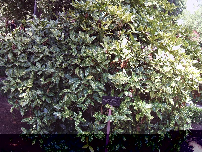 Aucuba japonica / aucuba Jepun