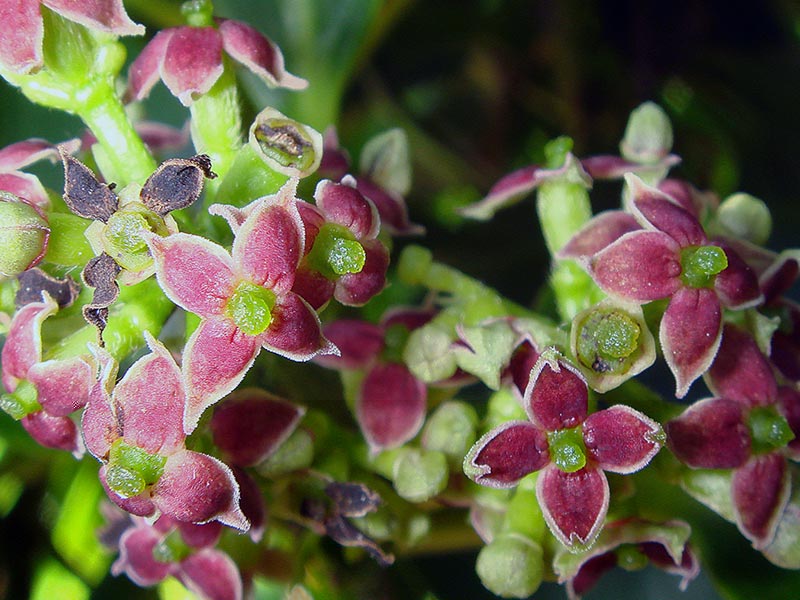 Aucuba japonica / aucuba Jepun