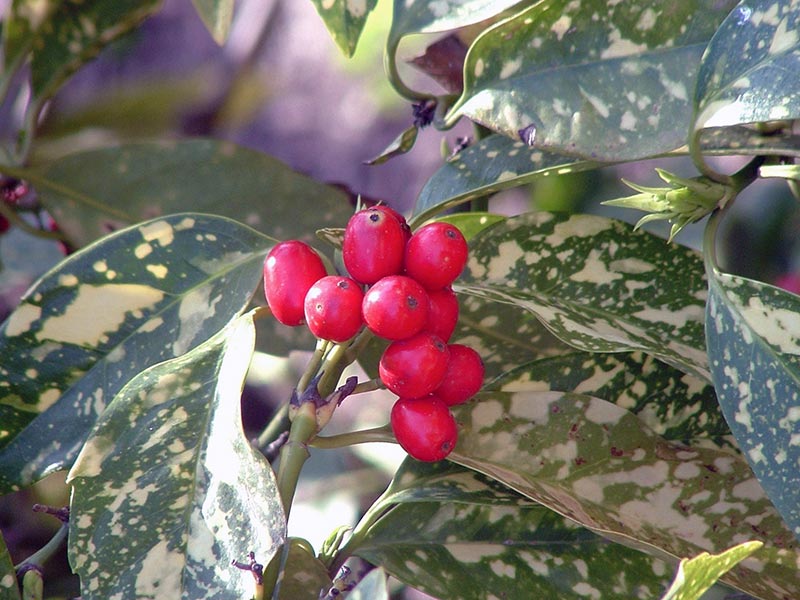 Aucuba japonica / Aucuba japonesa Aucuba japonica / Aucuba japonesa