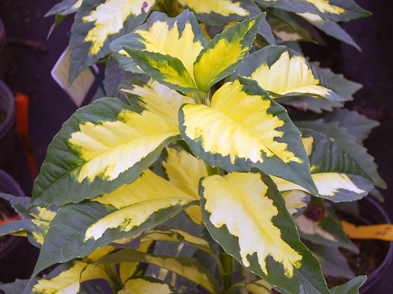 Aucuba japonica / Aucuba Japonesa Aucuba japonica / Aucuba Japonesa