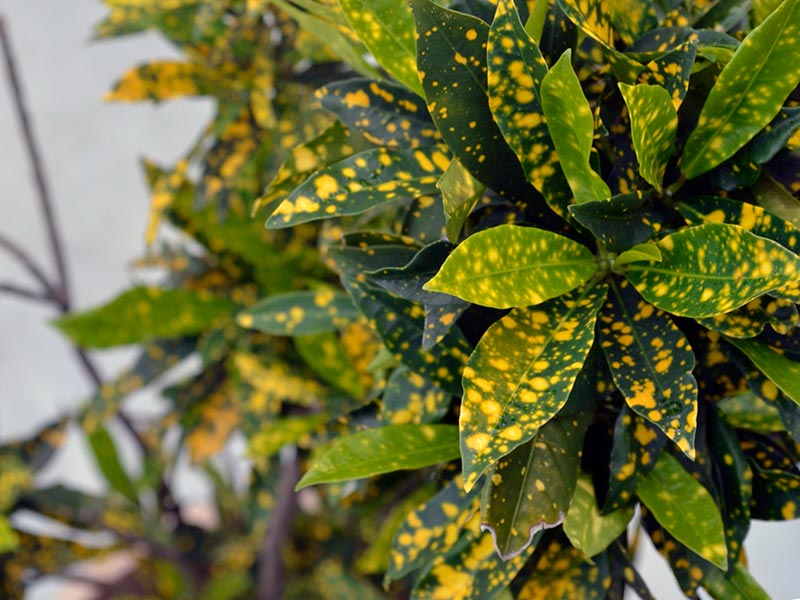 Aucuba japonica / Aucuba Japonesa Aucuba japonica / Aucuba japonesa