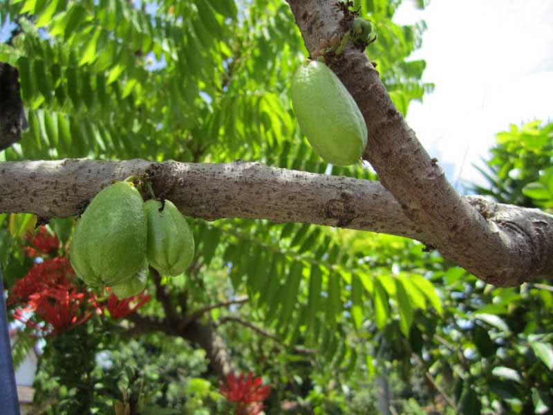 Averrhoa bilimbi / averroia bilimbi (árvore de pepino) Averrhoa bilimbi / averroa bilimbi (árvore de pepino)