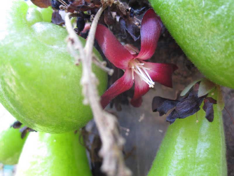Averrhoa bilimbi / averroia bilimbi (árvore de pepino) Averrhoa bilimbi / averroa bilimbi (árvore de pepino)