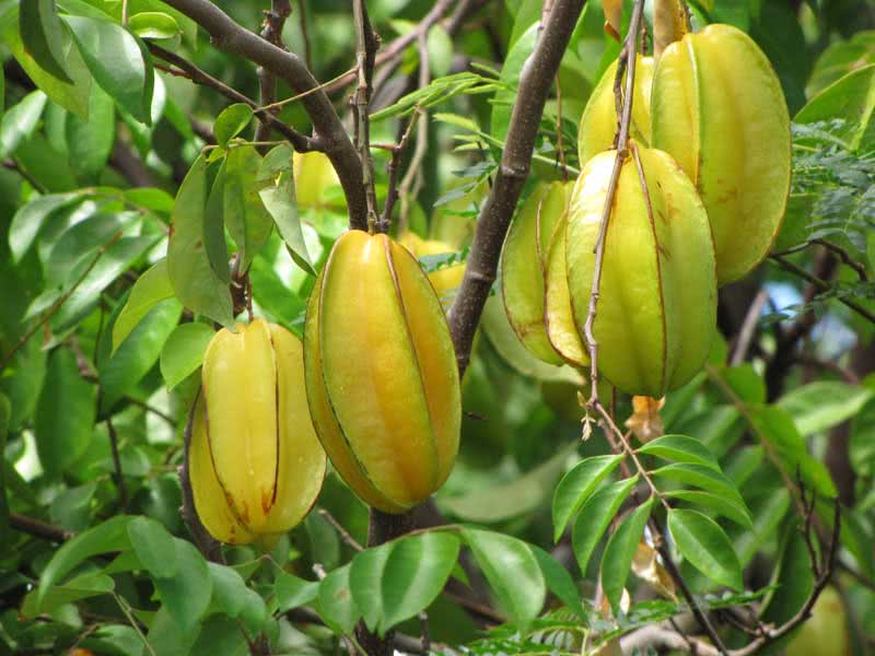 Averrhoa carambola / averroya carambola Averrhoa carambola / averroa carambola