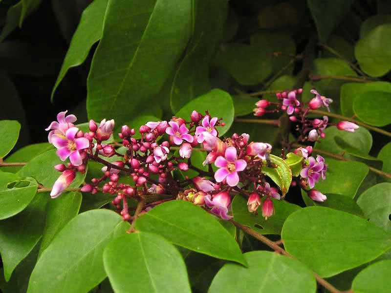Averrhoa carambola / averroya carambola Averrhoa carambola / averroa carambola