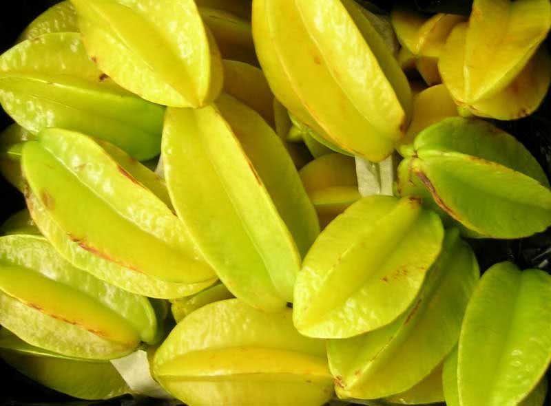 Averrhoa carambola / averroya carambola Averrhoa carambola / averroa carambola