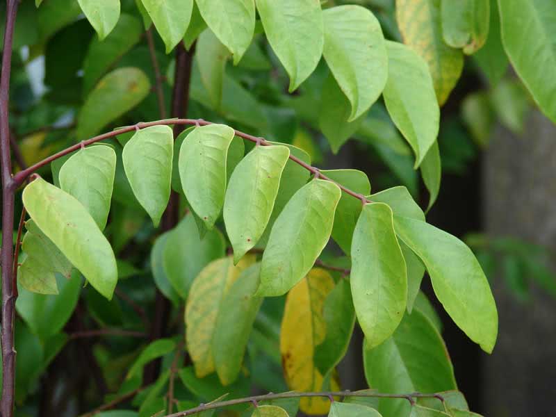 Averrhoa carambola / averroya carambola Averrhoa carambola / averroa carambola