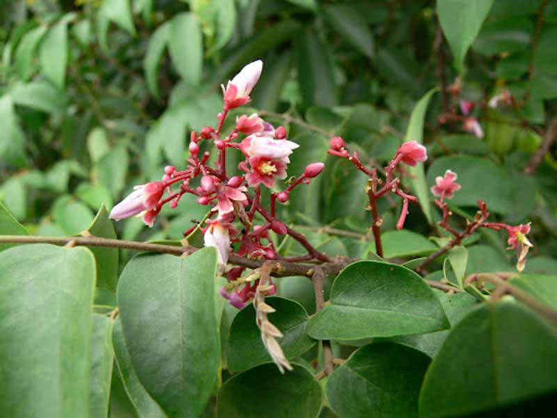 Averrhoa carambola / averroya carambola Averrhoa carambola / averroa carambola
