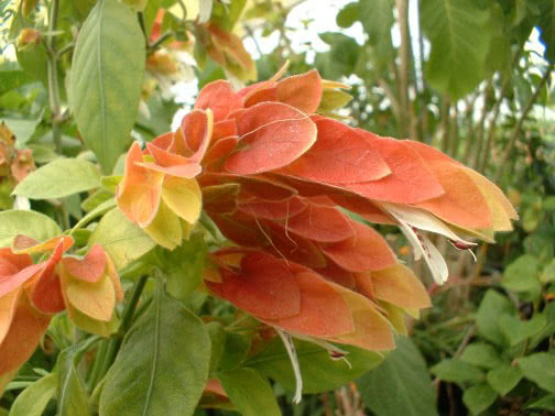 Beloperone guttata / gotejamento de beloperone Beloperone guttata / gotejamento beloperone