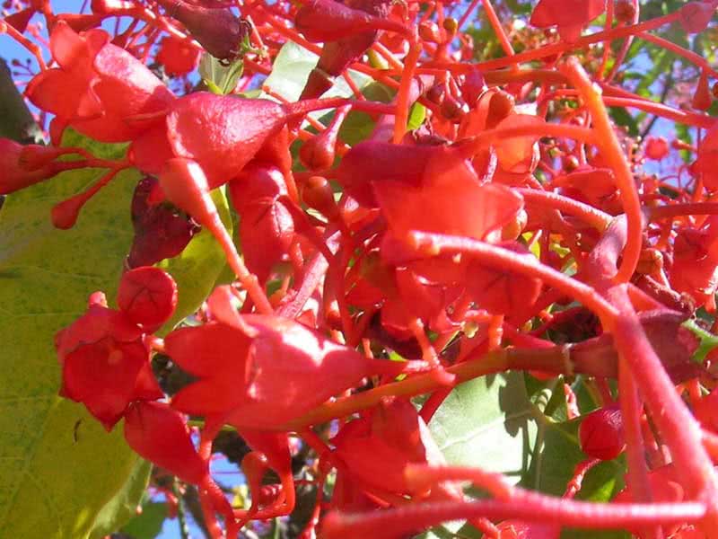 Brachychiton acerifolium / braquichiton com folhas de bordo Brachychiton acerifolium / braquichiton com folhas de bordo